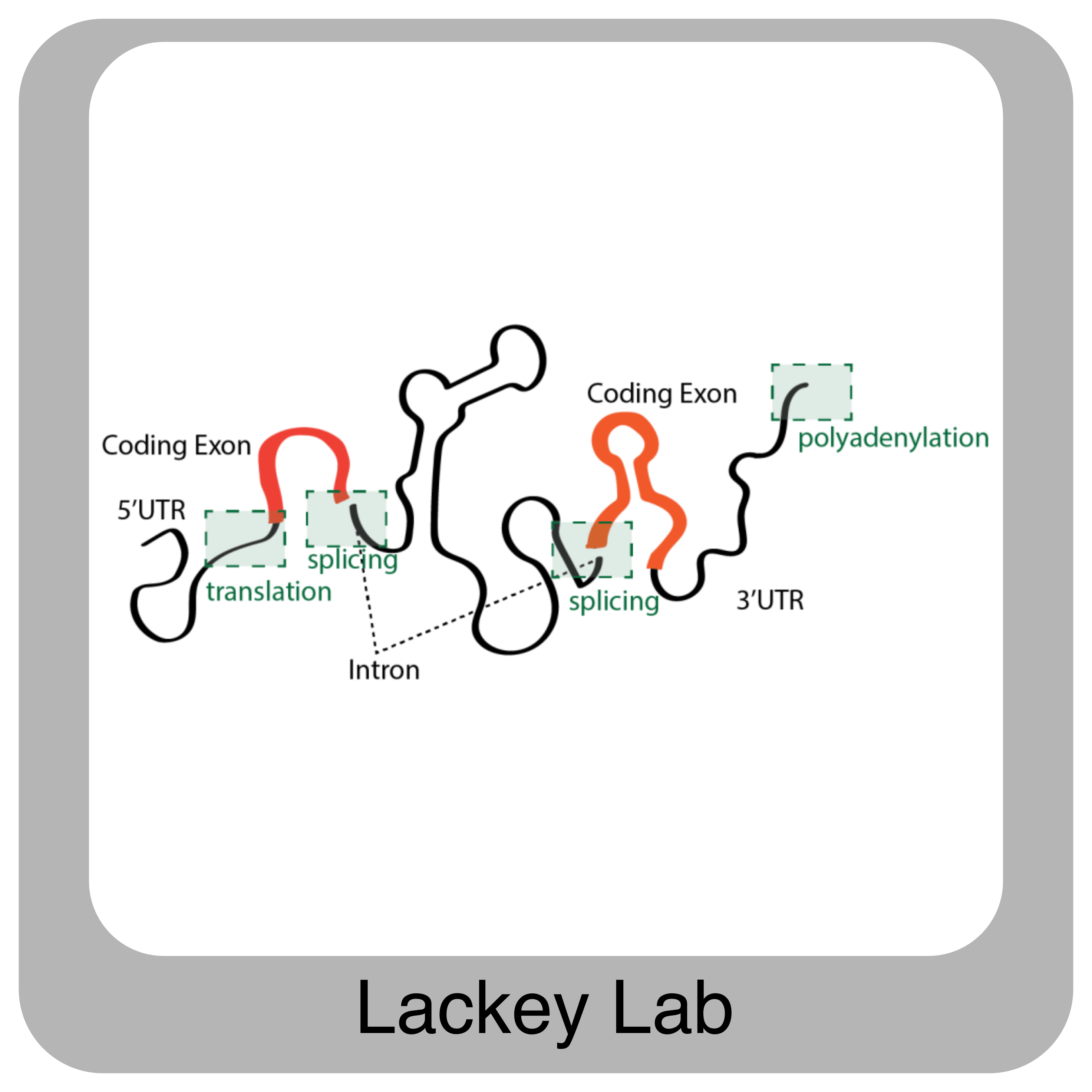 Lackey Lab Figure