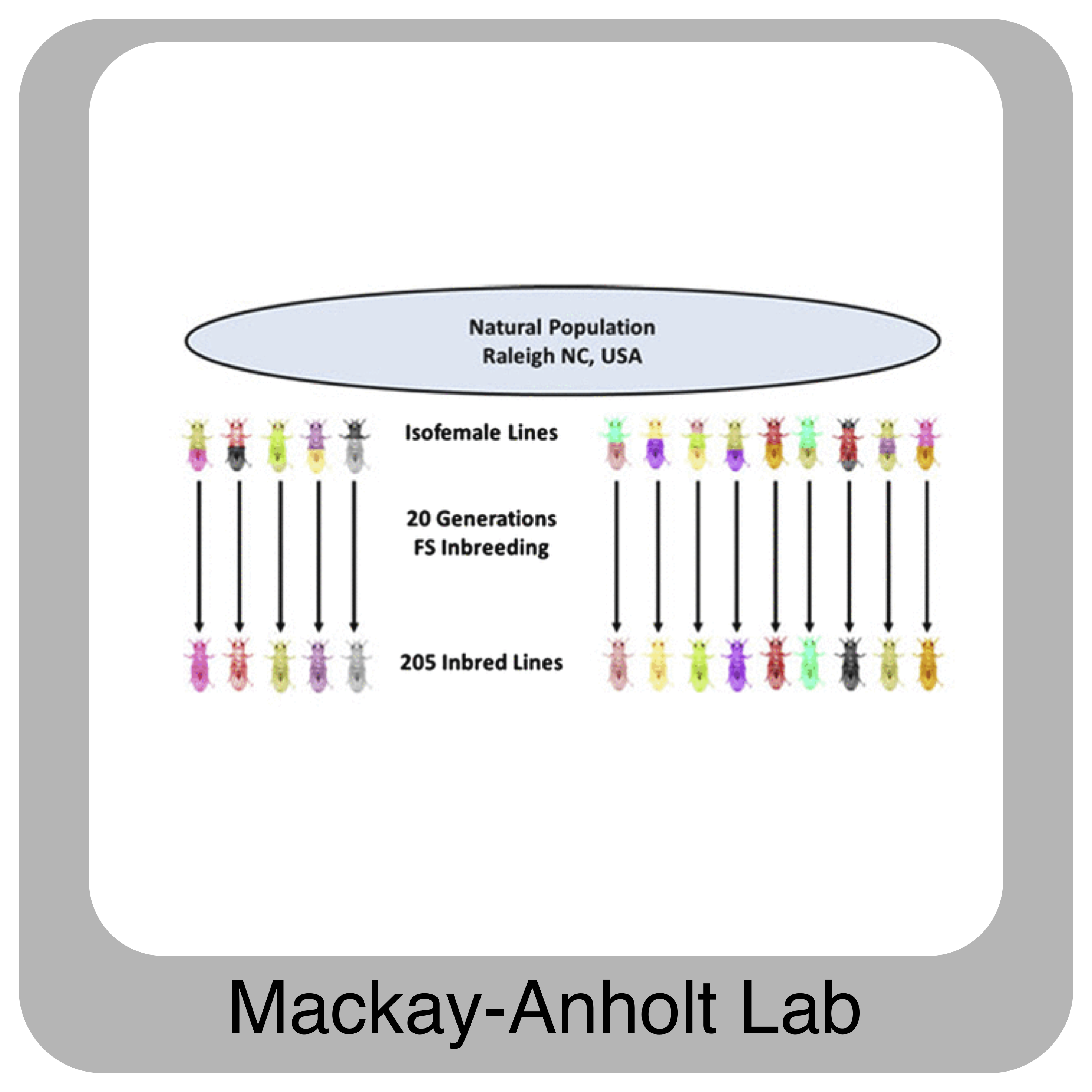 Mackay-Anholt Lab Figure